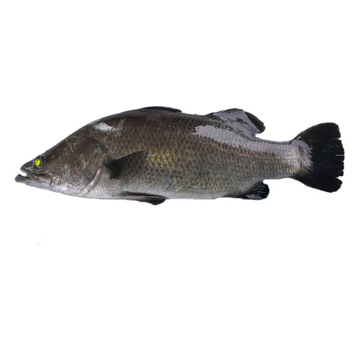 Frozen Sea Bass Whole Scaled & Gutted 400-600