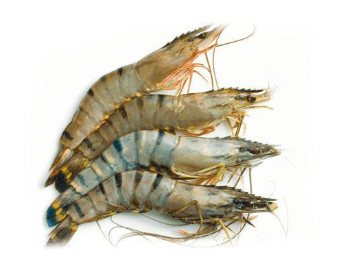 FROZEN TIGER PRAWN SHELL ON SIZE 21/25